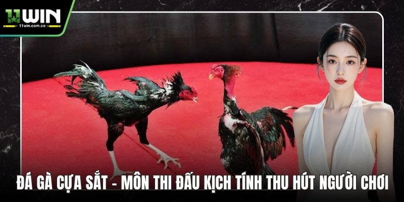 Đá gà cựa sắt