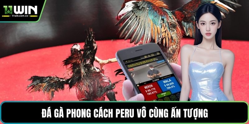 Đá gà phong cách Peru vô cùng ấn tượng