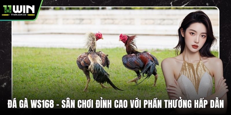 Đá gà WS168