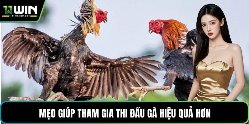 Mẹo giúp tham gia thi đấu gà hiệu quả hơn