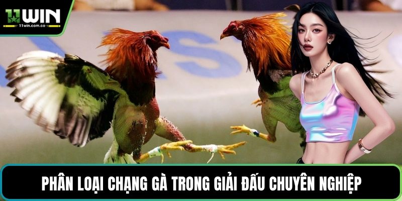 Phân loại chạng gà trong giải đấu chuyên nghiệp