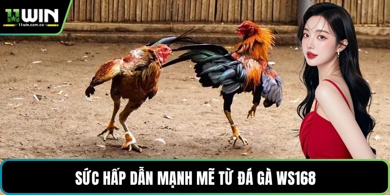 Sức hấp dẫn mạnh mẽ từ đá gà WS168