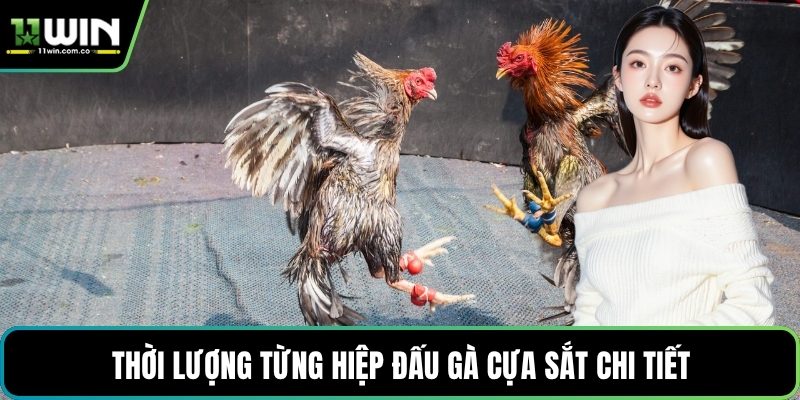 Thời lượng từng hiệp đấu gà cựa sắt chi tiết